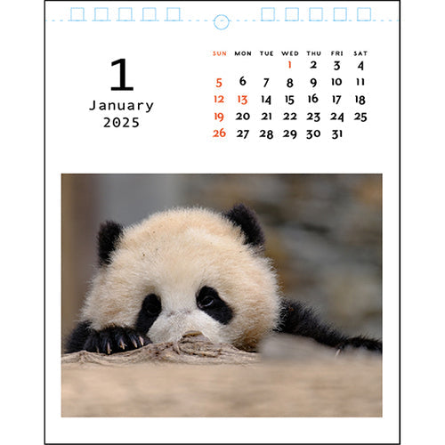 Greeting Life Panda Desk & Hanging Spiral 2025 Calendar