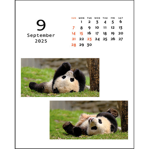 Greeting Life Panda Desk & Hanging Spiral 2025 Calendar