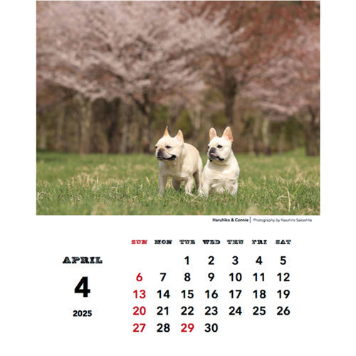 Greeting Life Natsuhiko Family Yasuhiro Sakashita Desk & Hanging Spiral 2025 Calendar