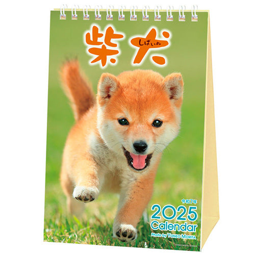 2025 Desk Calendar (Morita Yoneo: Shiba Dog/12.4x17.8cm/SMCol(s): Multicolour)