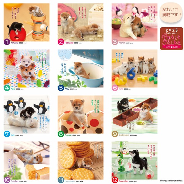 Petit Shiba Dog 2025 Desk Calendar